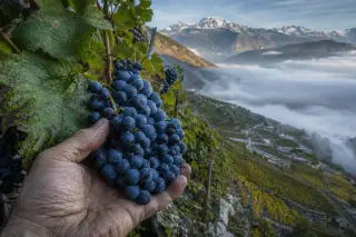 Hand harvesting dark purple Cornalin grapes on a steep terraced alpine vineyard with mist and snowy peaks in the background