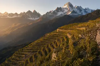 Alpine terraced vineyards in golden light with snowy peaks rising in the background, emphasizing the steep slope and rocky soil.