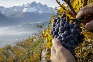 Hand harvesting of Persan grapes on a steep, terraced alpine vineyard with snowy mountains and morning mist in the background.