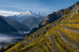 Terraced alpine vineyards in Savoie bathed in golden autumn light with snow-capped mountains in the background and morning mist in the valleys.