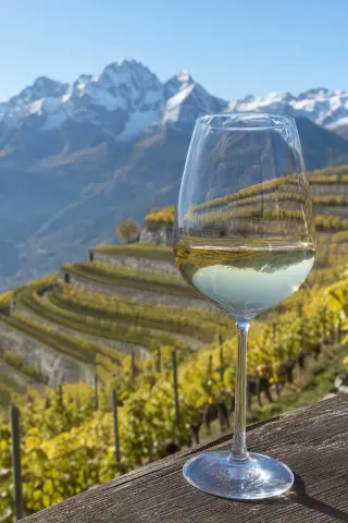 White wine glass on rustic wood overlooking terraced vineyards with snowy Alpine mountains in the background, under clear autumn light.
