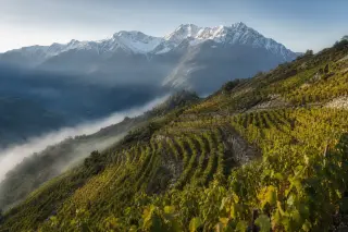Terraced mountain vineyards with rocky soil, snow-capped peaks in the background, and early morning mist highlighting the unique alpine terroir.