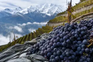 Freshly picked Mondeuse grapes on a steep alpine vineyard slope with terraced rows and snow-covered mountains in the background, morning mist enhancing the cool, authentic mountain atmosphere.