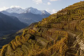 Terraced alpine vineyard in golden autumn light with snow-capped mountains in the background, steep slopes and stone walls emphasizing the rugged terroir.