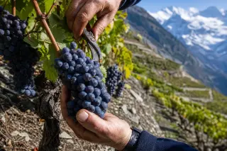 Handpicking deep purple Mondeuse grapes on a steep alpine vineyard with snowy peaks in the background, under clear, cool natural light.