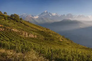 Terraced alpine vineyards descending steep slopes with a snow-capped mountain range in the background, bathed in golden evening light, evoking the atmosphere of Savoie wine country.