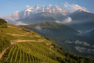 Terraced alpine vineyard in Bugey with snow-capped mountains in the background under golden evening light.